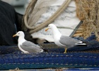 Geelpootmeeuw   R.Eveleens